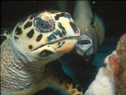 "Cayman Friends"  Photo of hawksbill turtle and gray ange... by Beverly J. Speed 